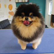 Snimka zaslona 2026-03-19 174351